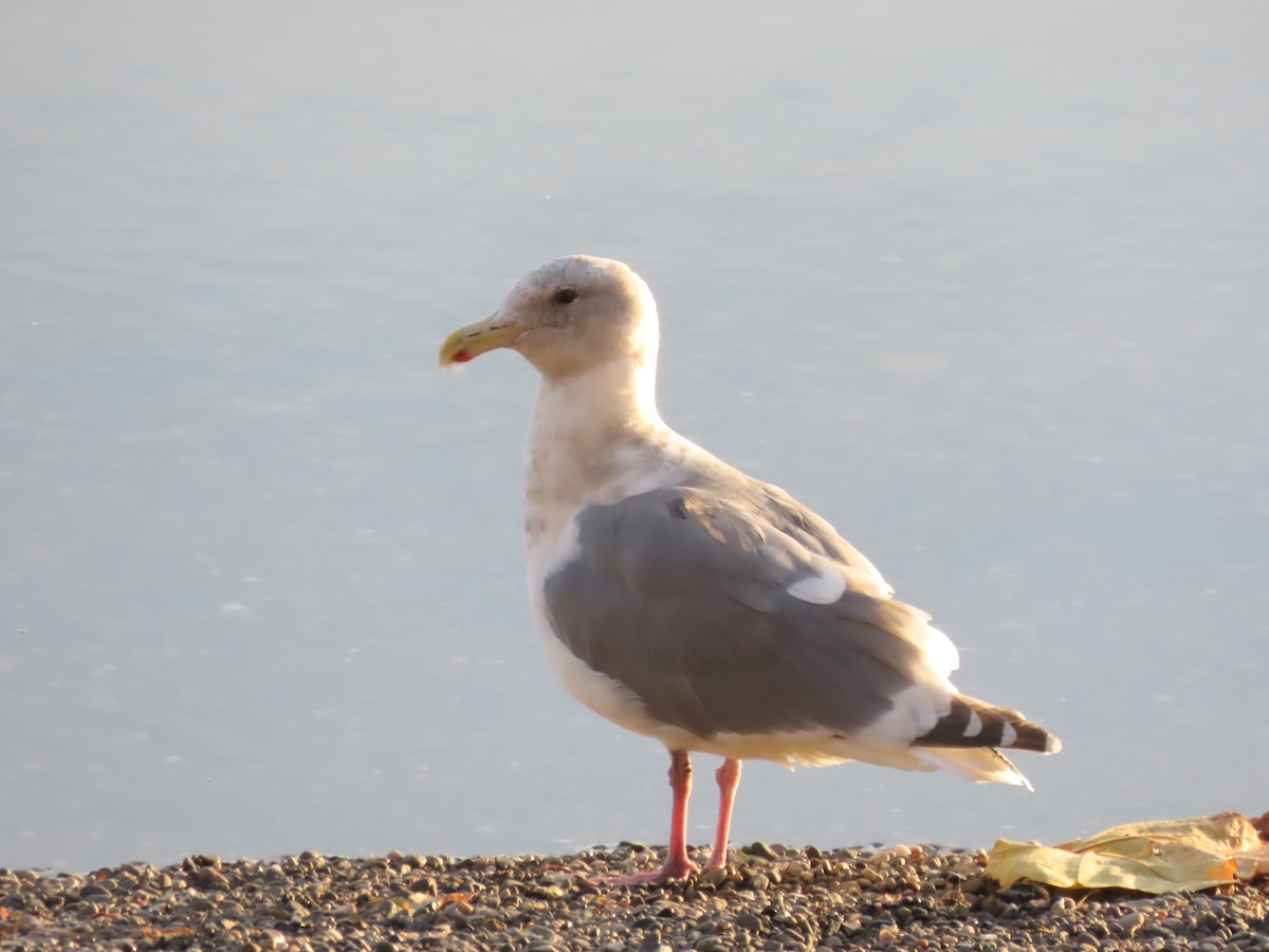 Western x Glaucous-winged Gull (hybrid) - ML644890619
