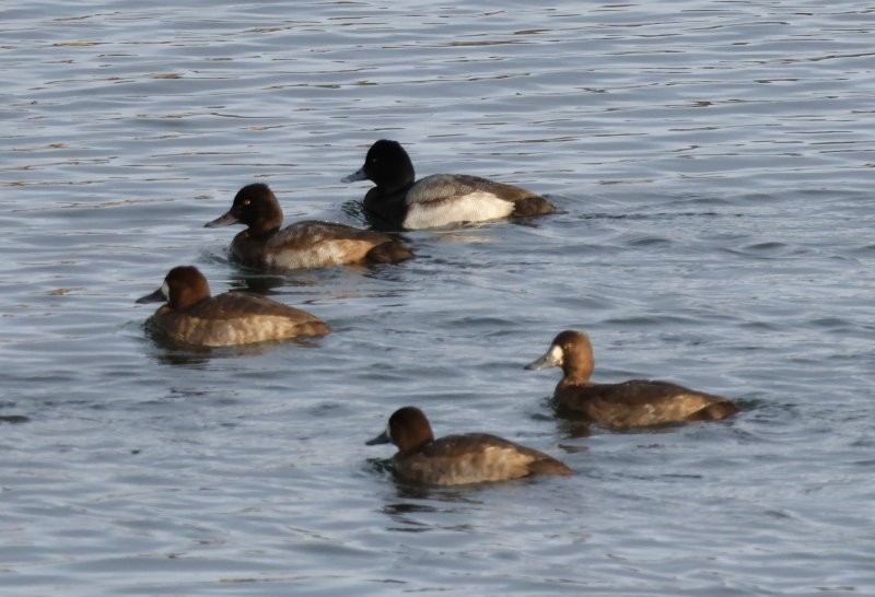 小斑背潛鴨 - ML644890637