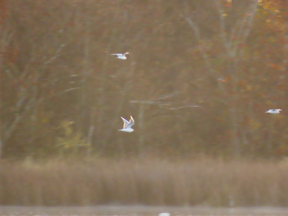 gull sp. - ML644890640