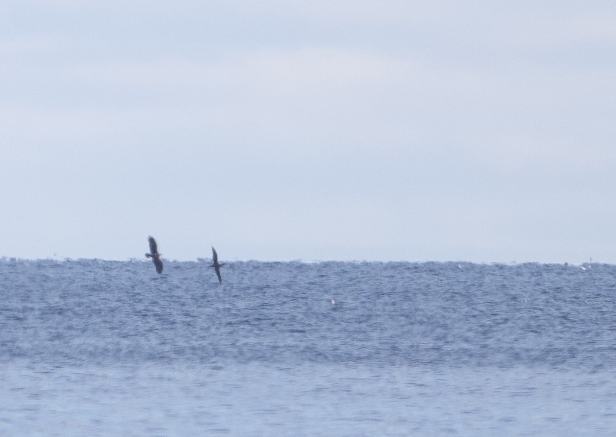 Northern Gannet - ML644890656