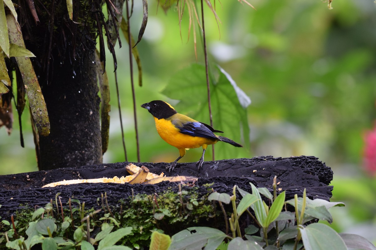 Black-chinned Mountain Tanager - ML644890663