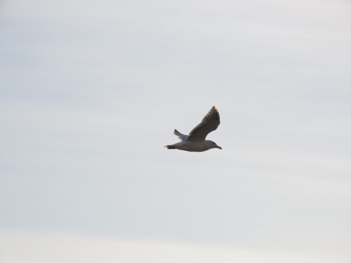 Larus sp. - ML644890674