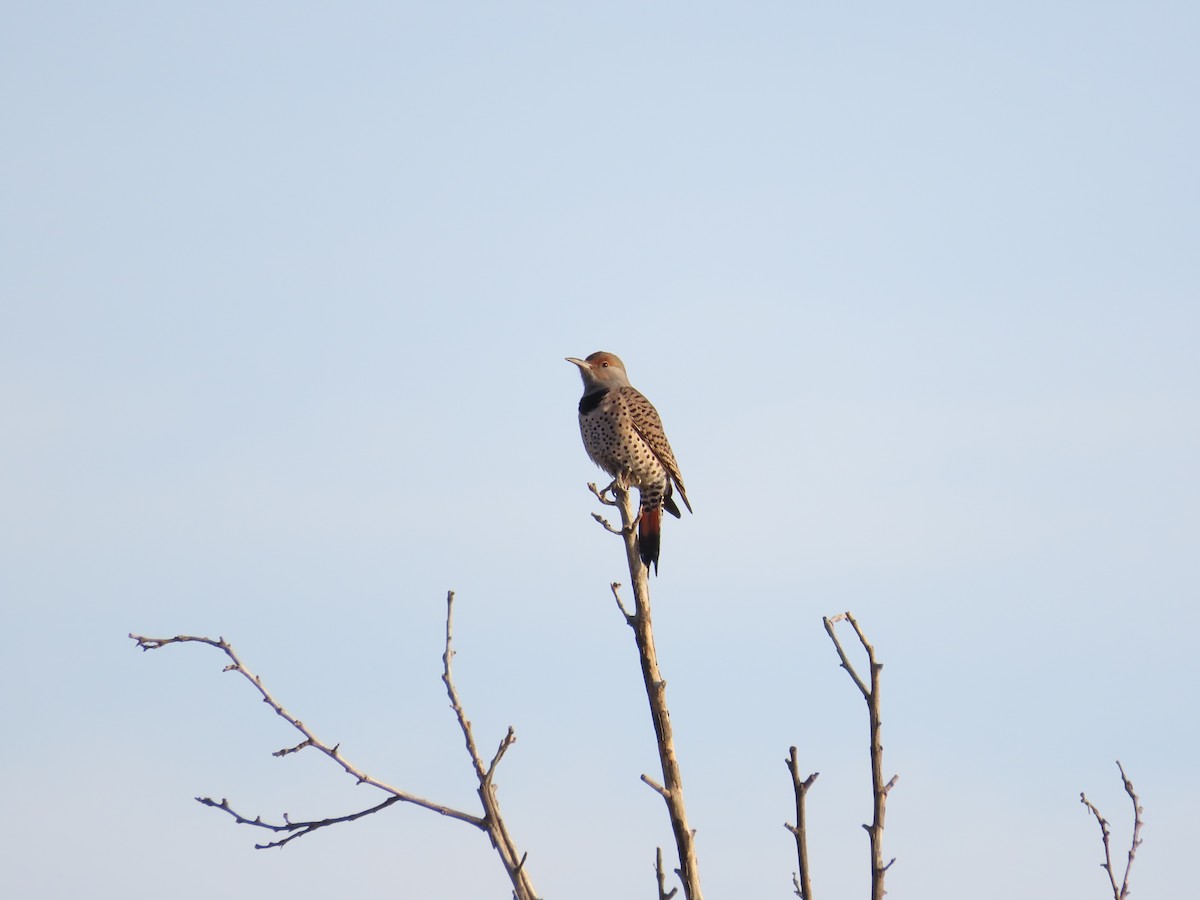 Northern Flicker - ML644890698