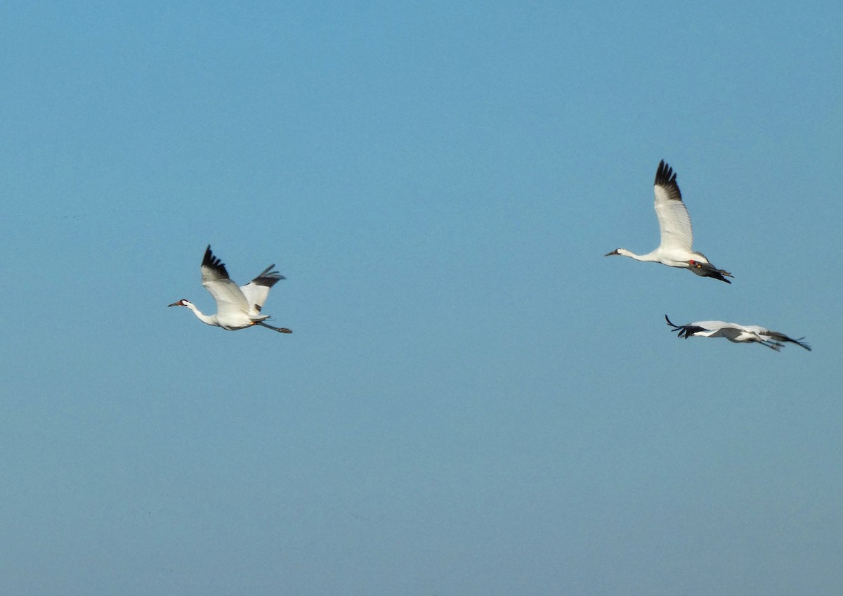 trompettrane - ML644890705