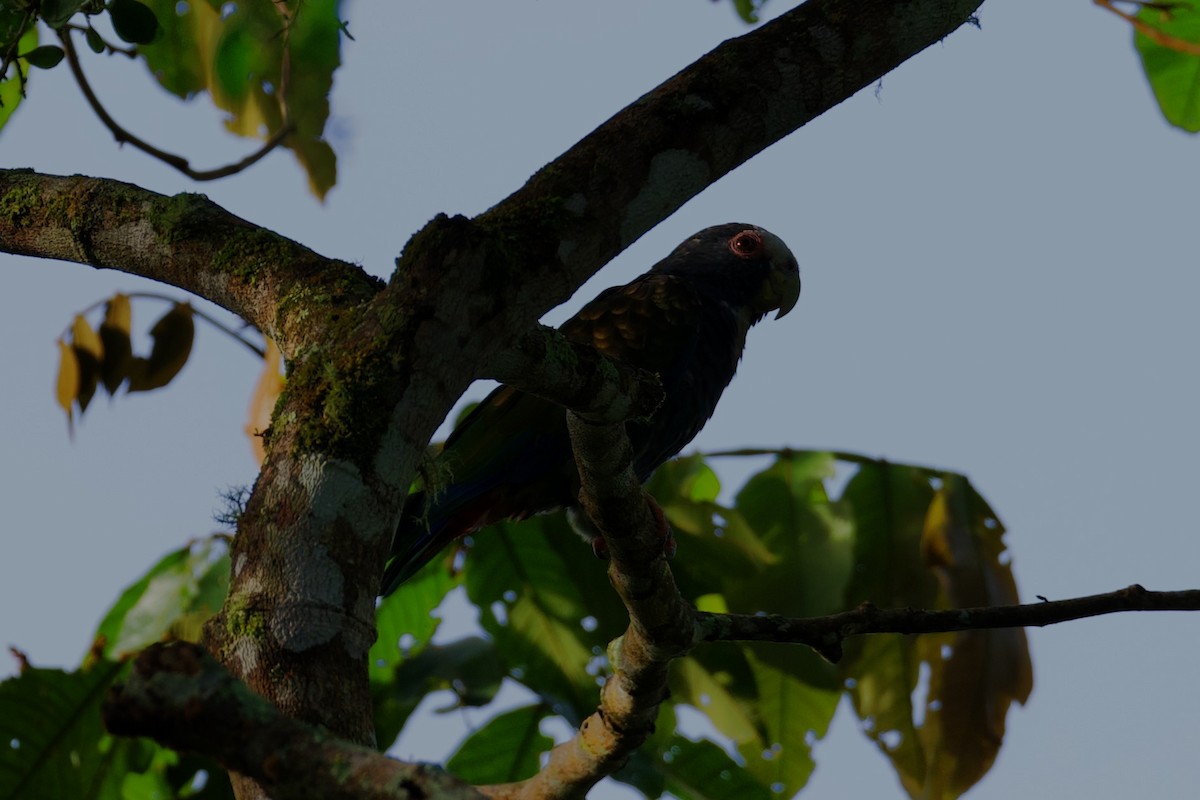 Loro Senil - ML644890716