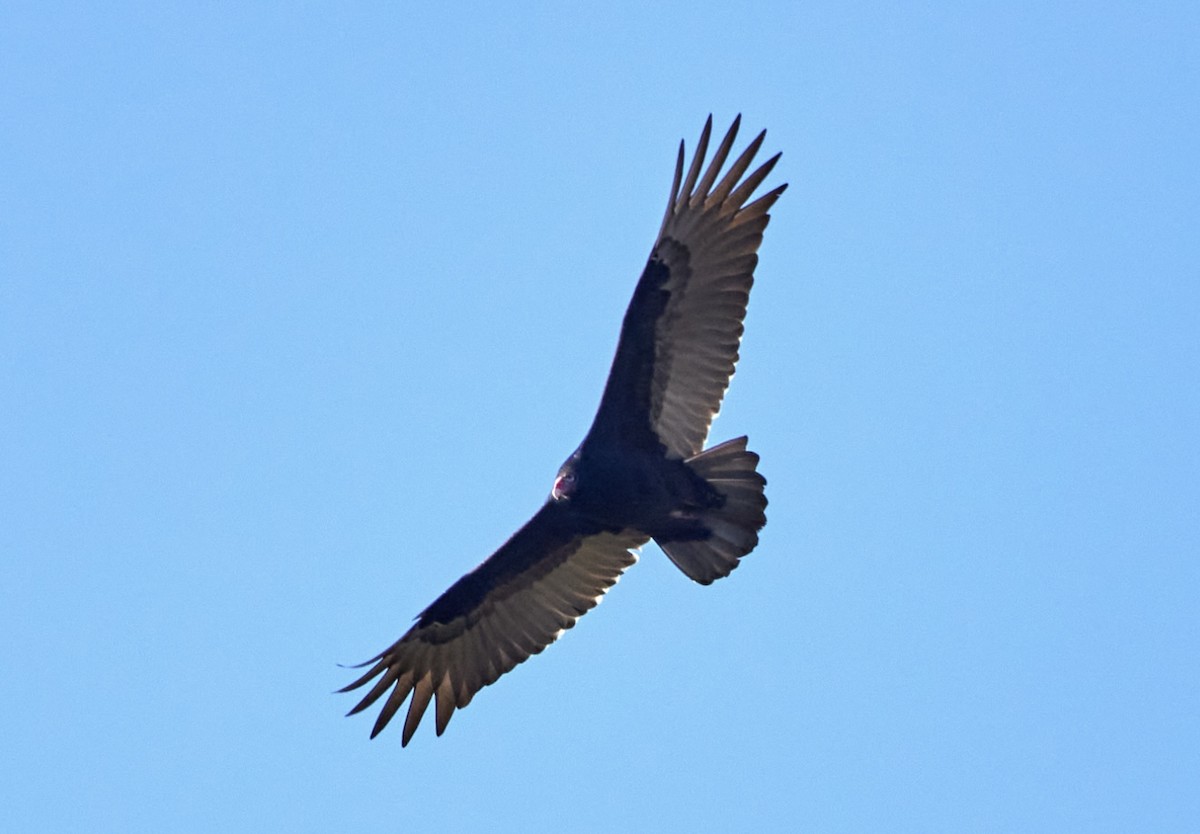 Turkey Vulture - ML644890725