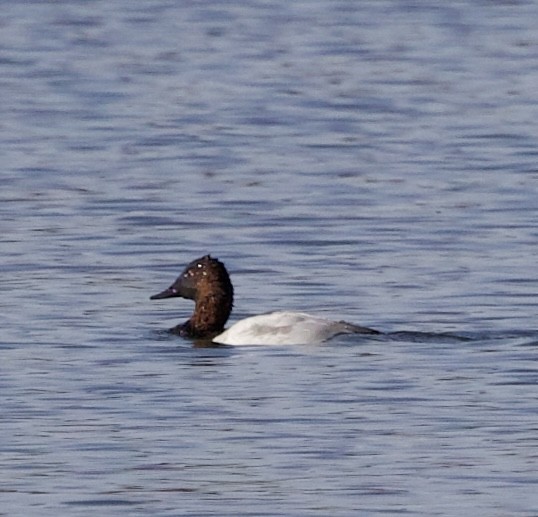 Canvasback - ML644890731