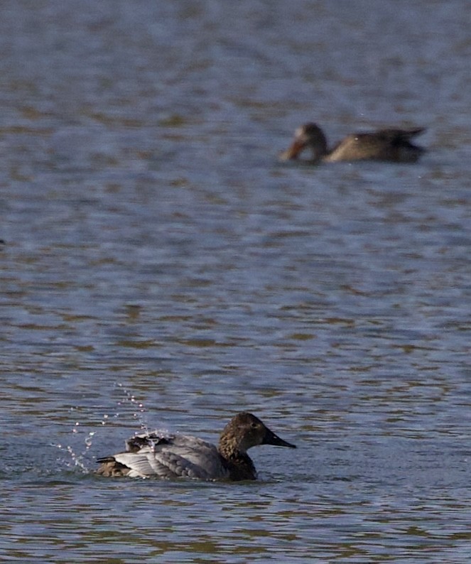 Canvasback - ML644890732