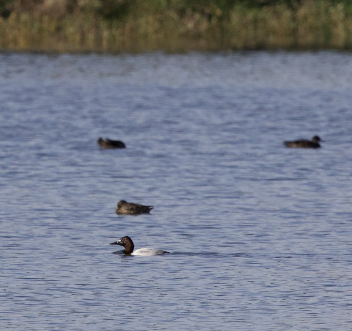 Canvasback - ML644890733