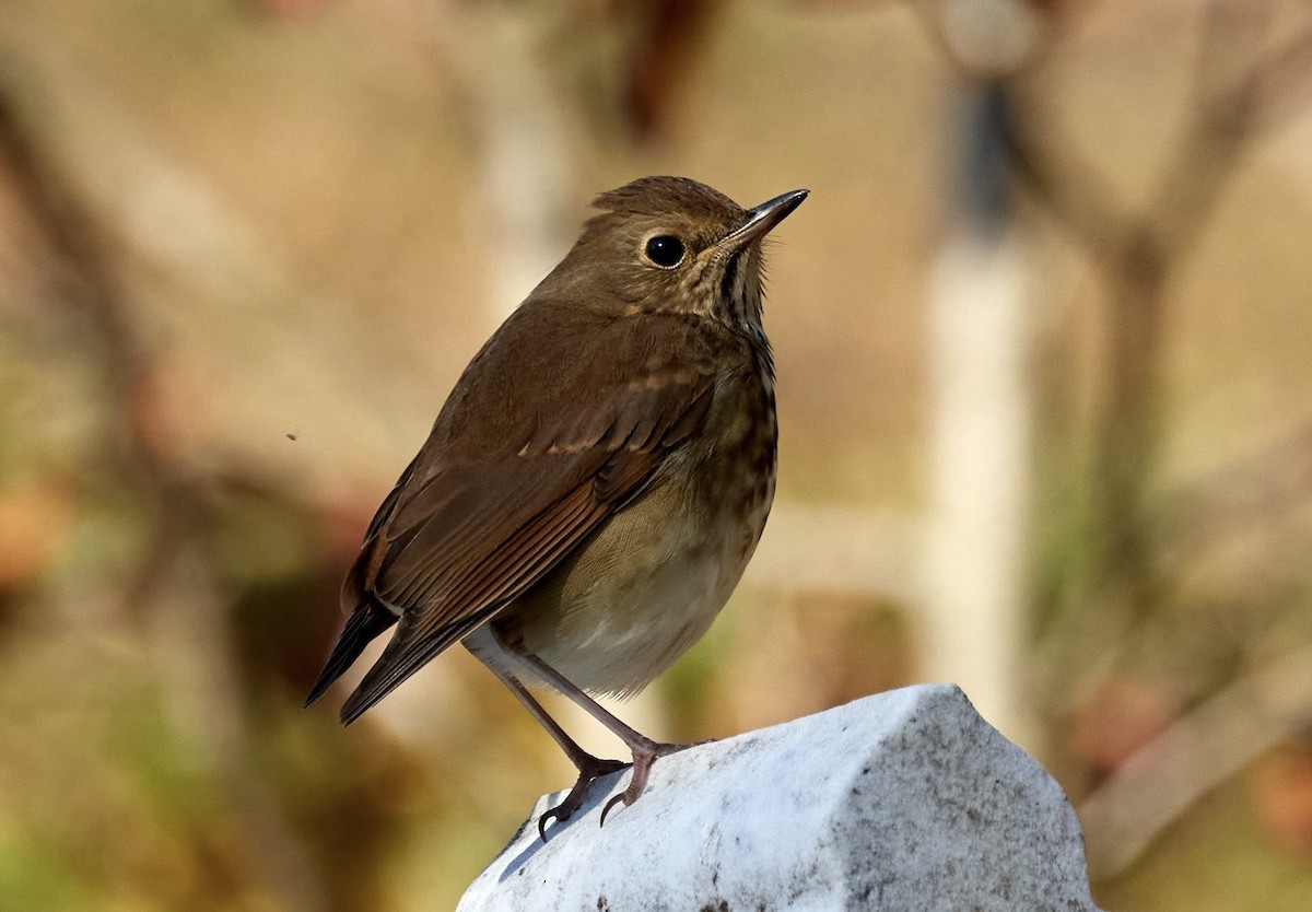 Hermit Thrush - ML644890738