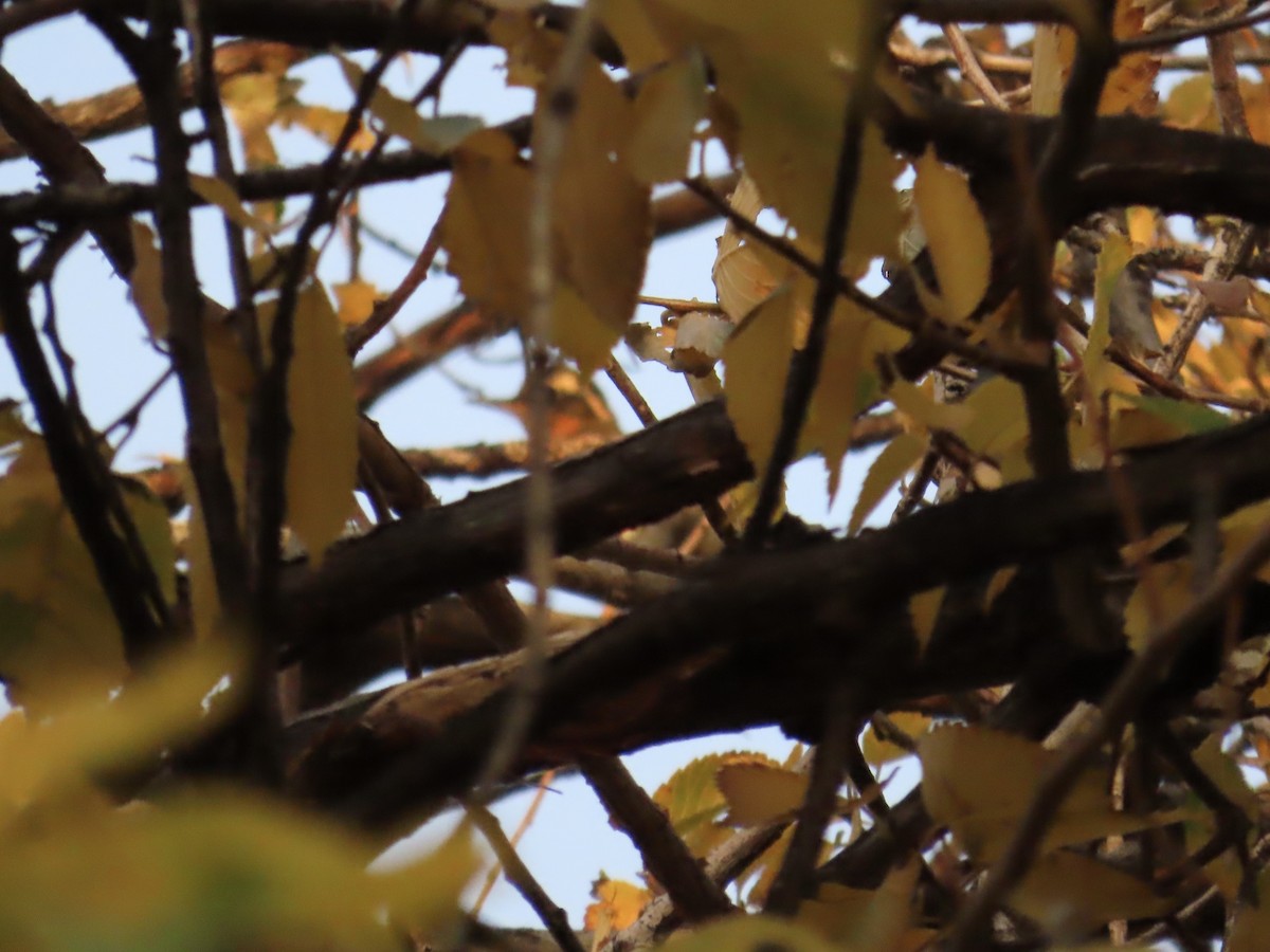 Varied Thrush - ML644890742