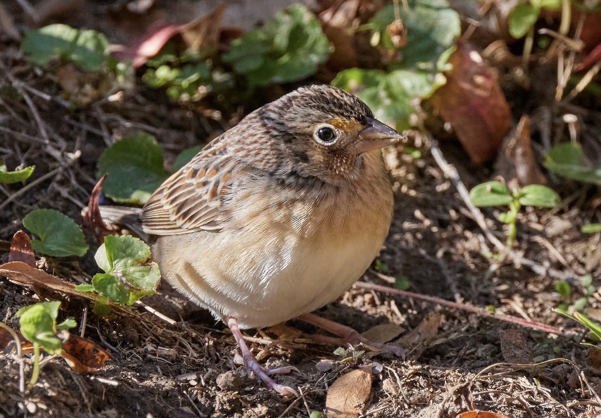 Grasshopper Sparrow - ML644890749