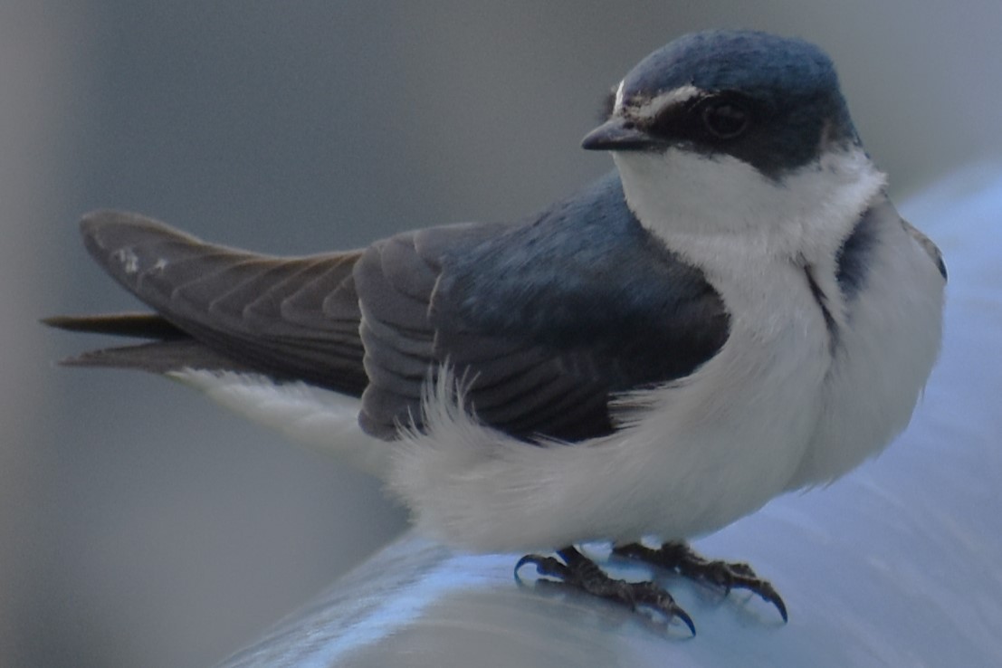 Hirondelle à diadème - ML644890769