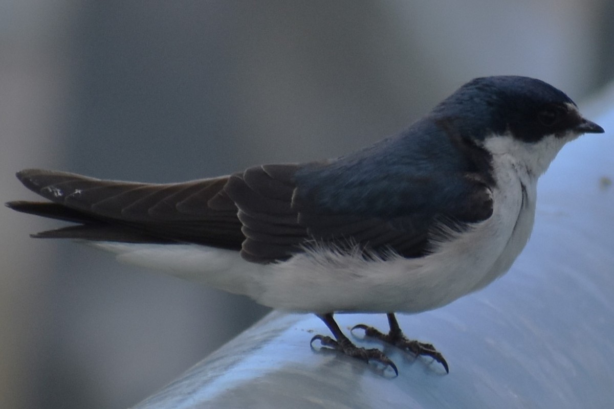 Hirondelle à diadème - ML644890770