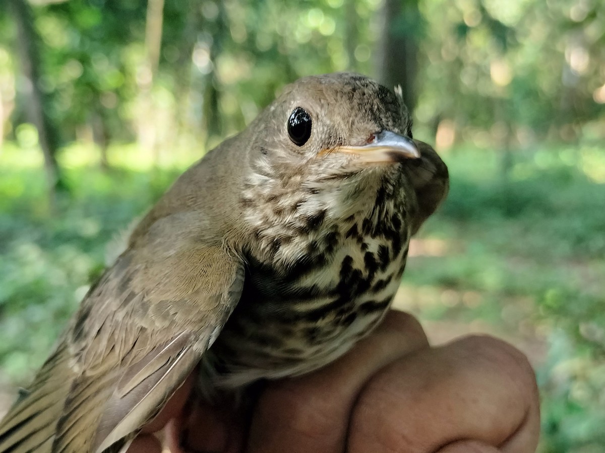 Gray-cheeked Thrush - ML644890771