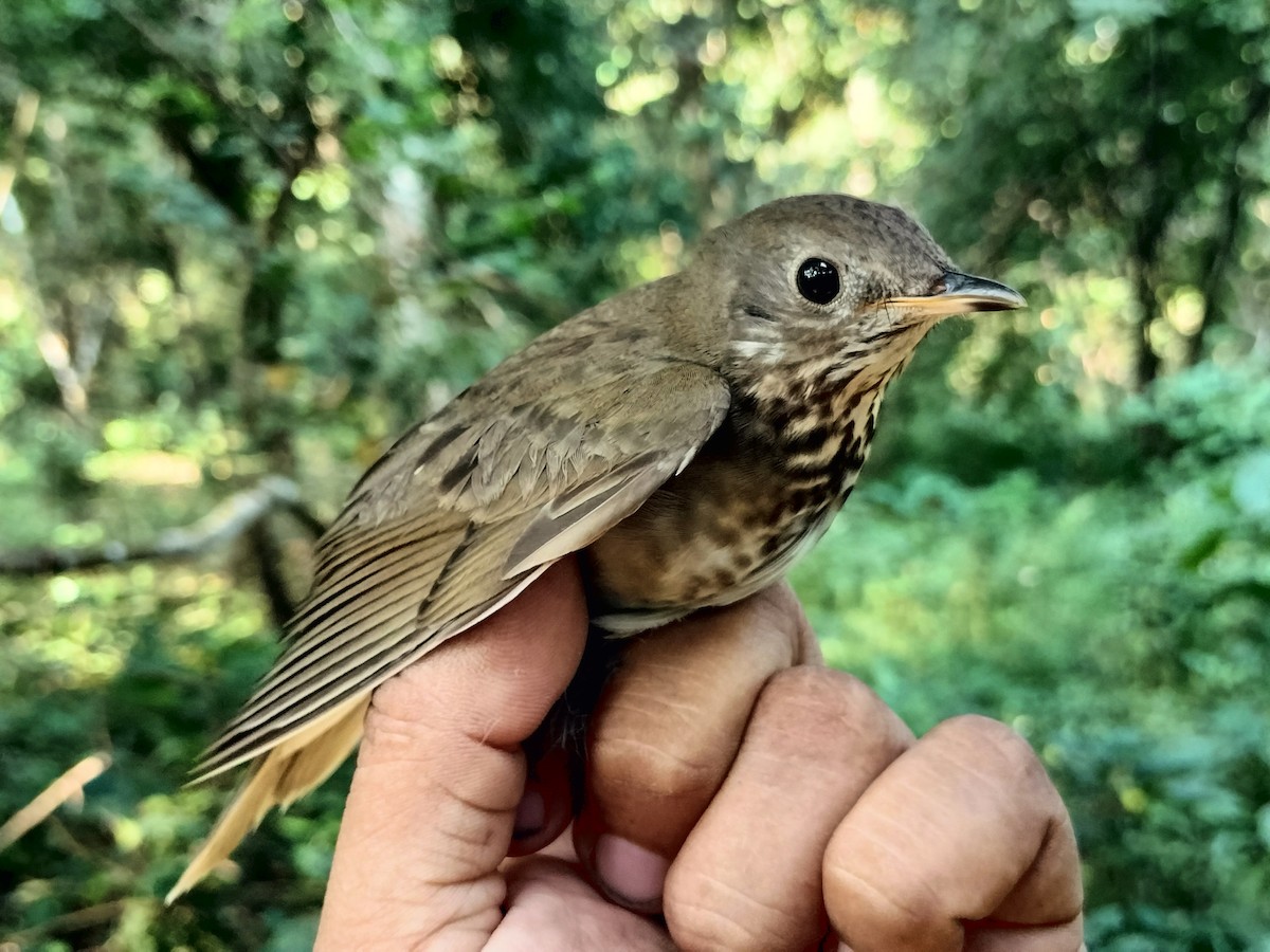 Gray-cheeked Thrush - ML644890773