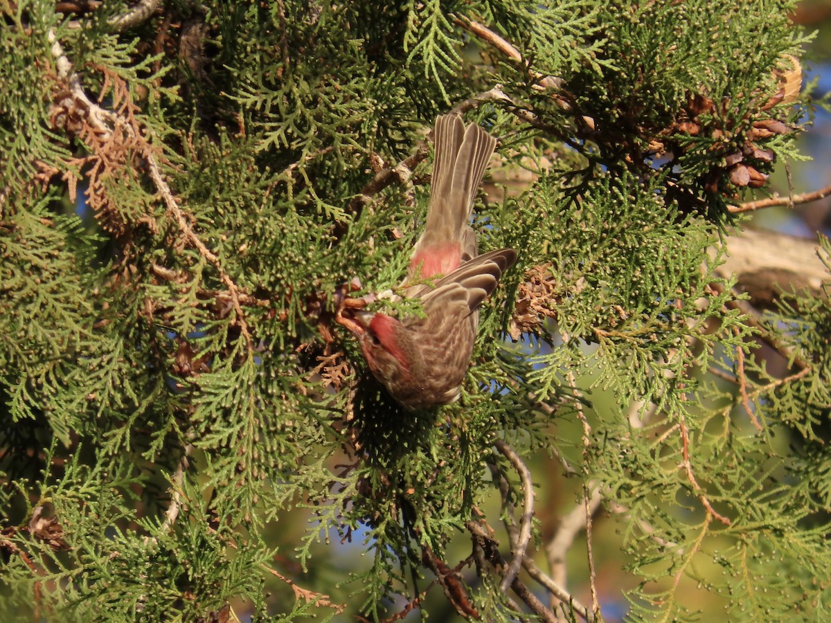 House Finch - ML644890774