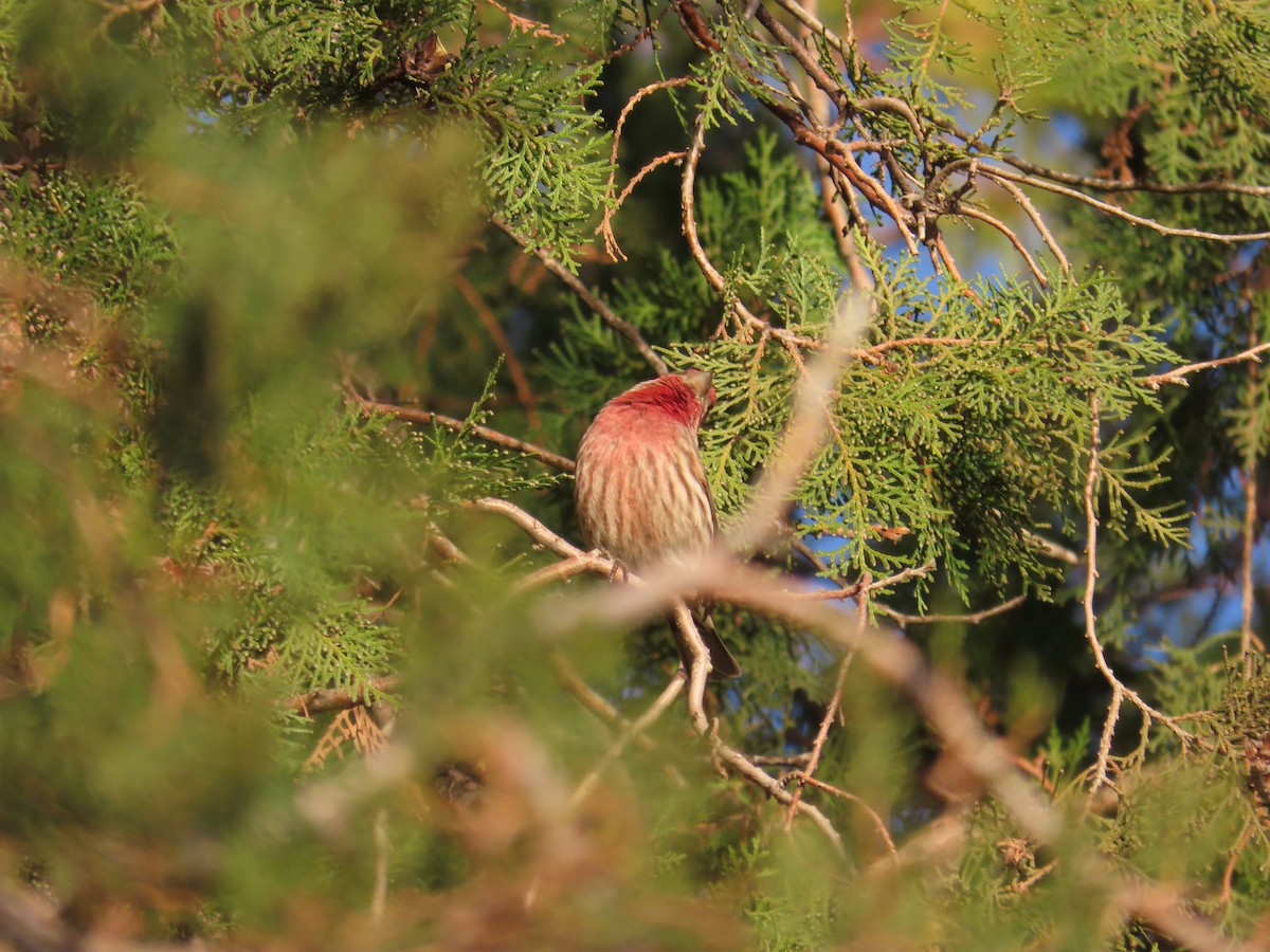 House Finch - ML644890775