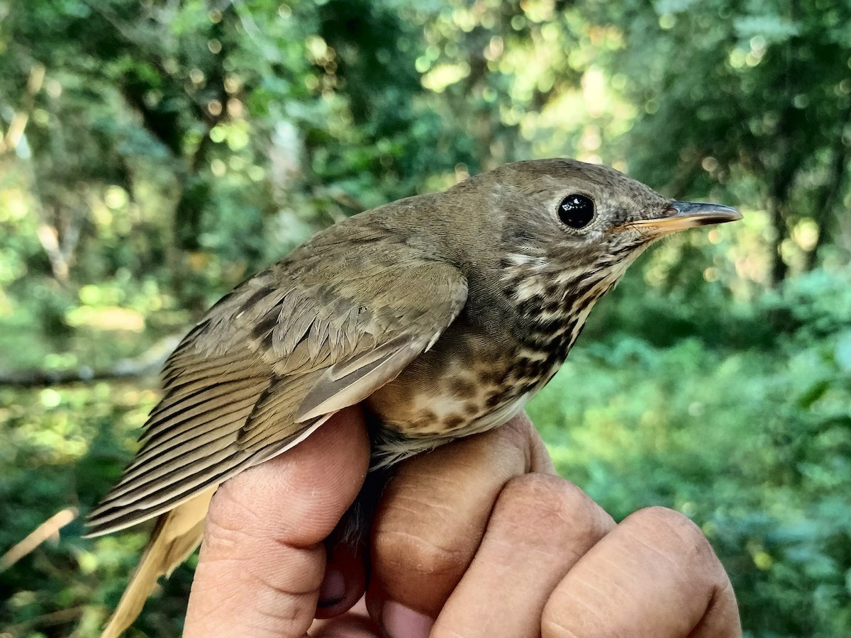 Gray-cheeked Thrush - ML644890776