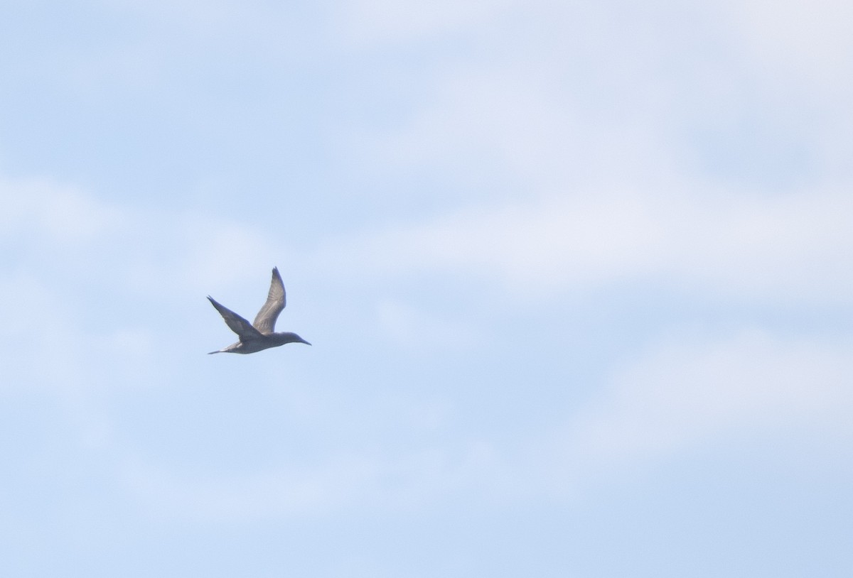 Northern Gannet - ML644890780