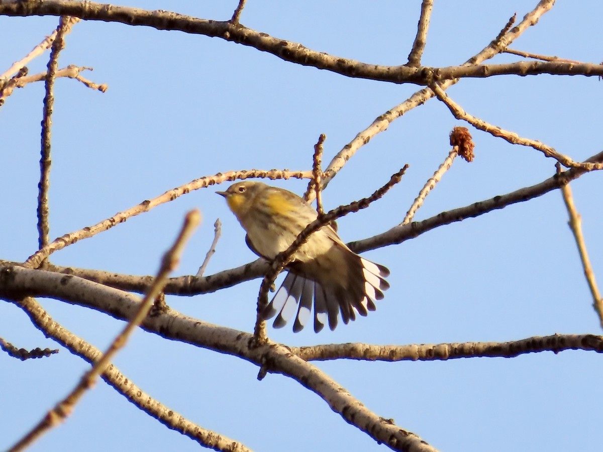 Yellow-rumped Warbler - ML644890788