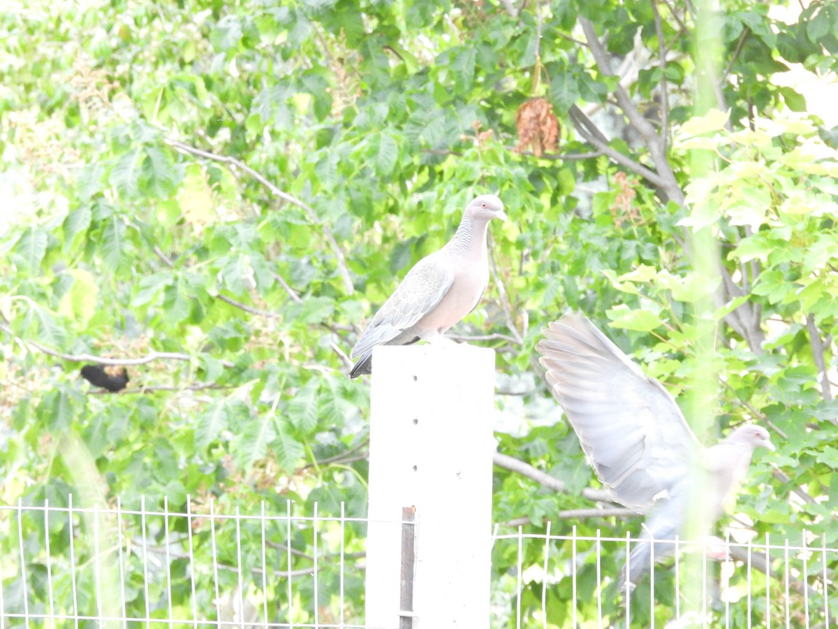 アカメバト - ML644890789