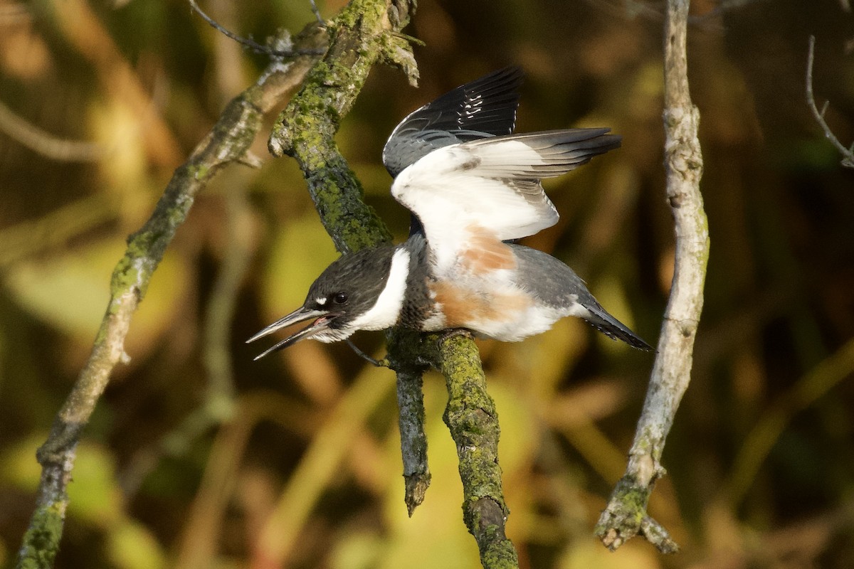 rybařík pruhoprsý - ML644890795