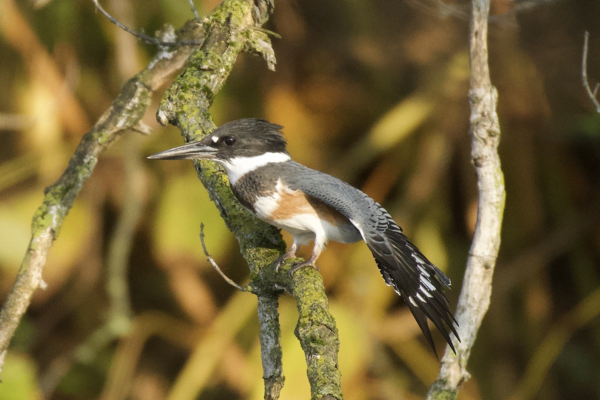 rybařík pruhoprsý - ML644890796