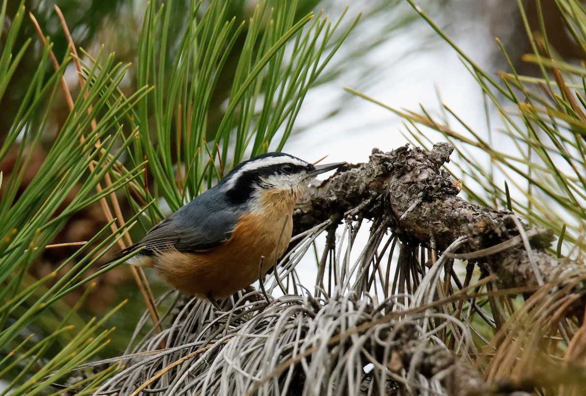 brhlík americký - ML644890821