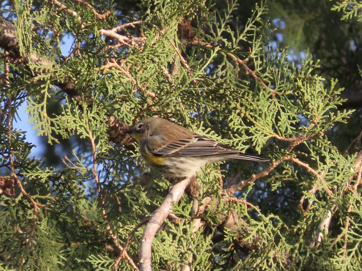 new world warbler sp. - ML644890822