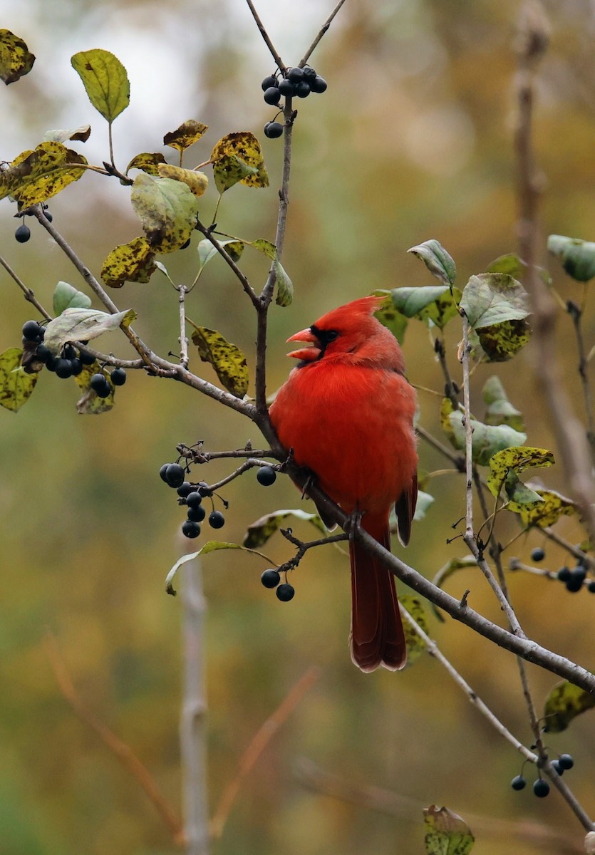 kardinál červený - ML644890835