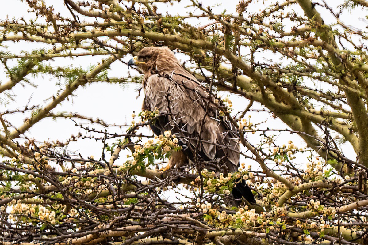 Tawny Eagle - ML644890836