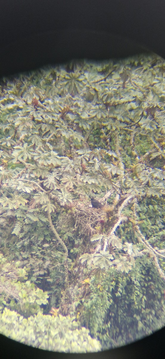 Black-and-chestnut Eagle - ML644890849