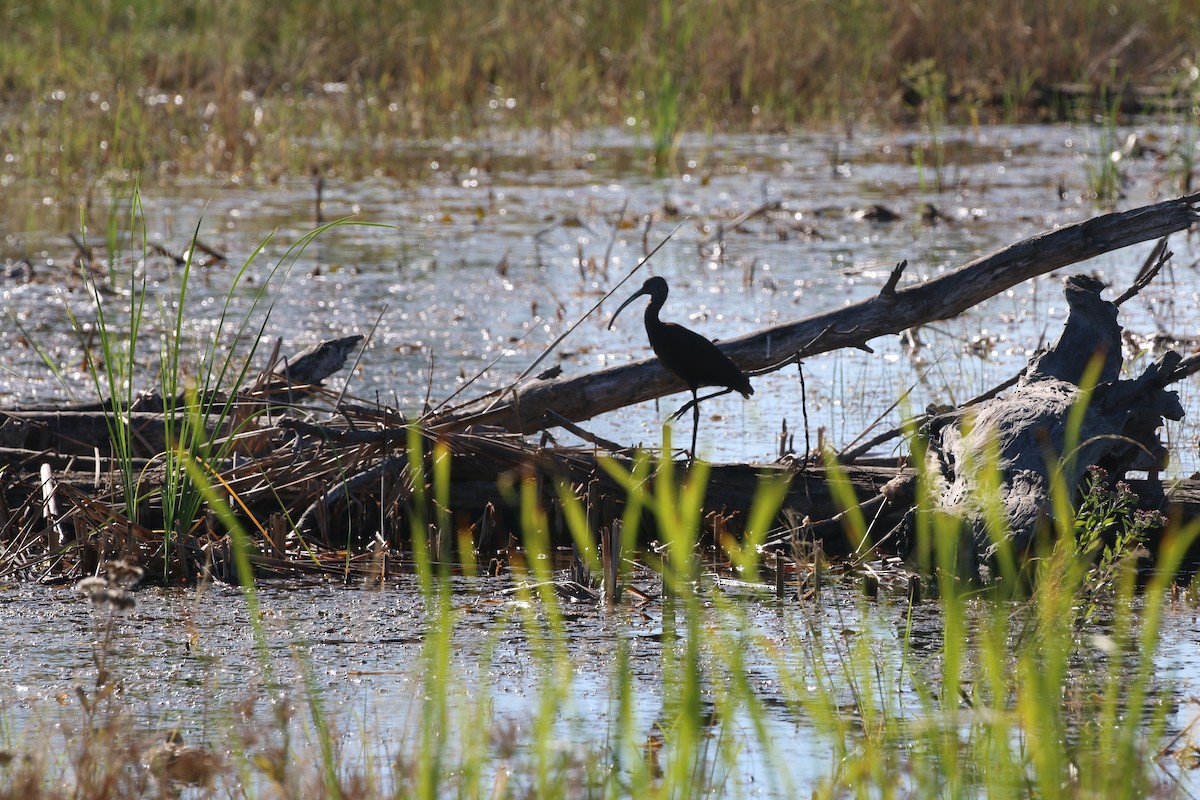 Beltzaran musuzuria - ML644890854