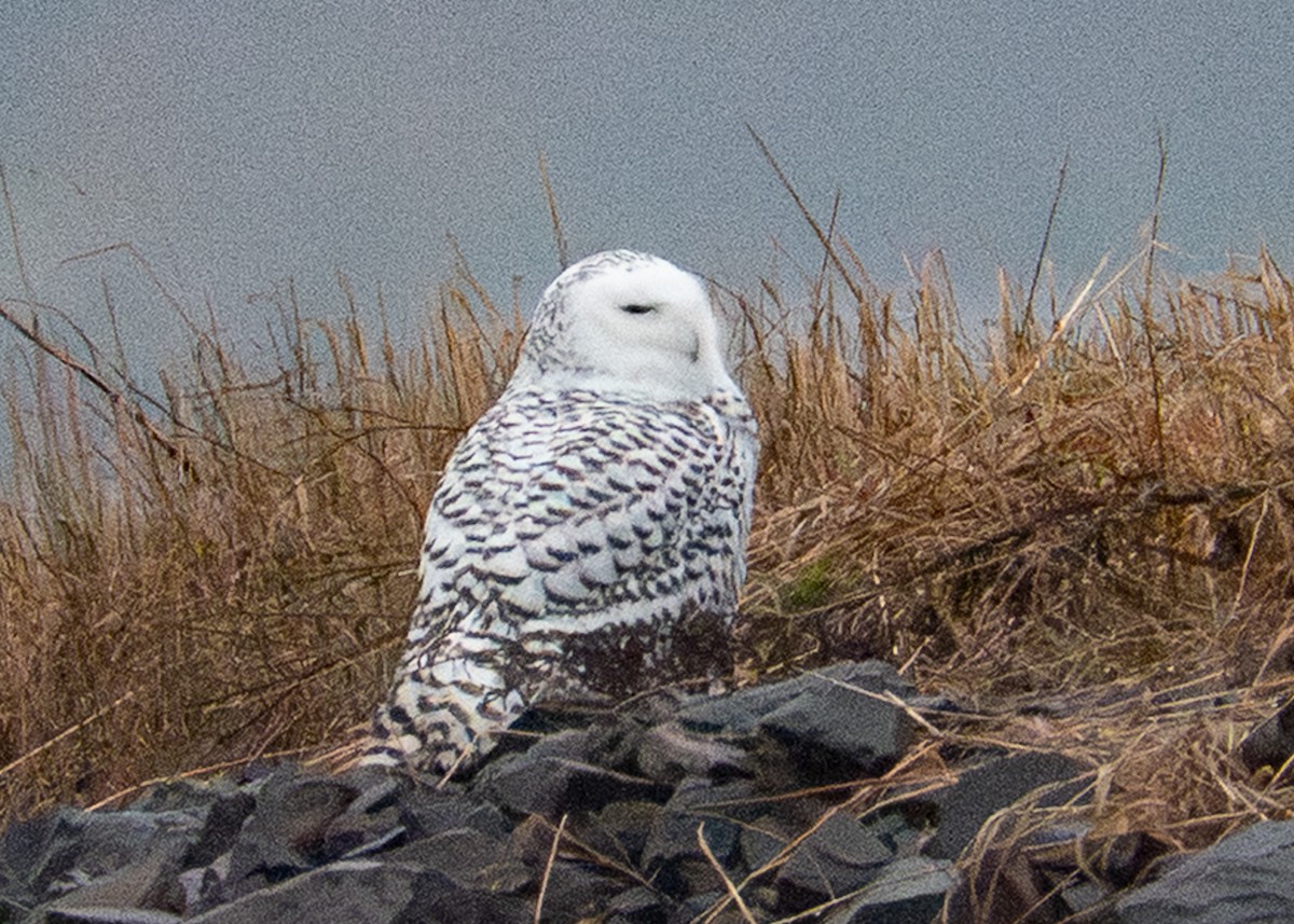 Snowy Owl - ML644890883
