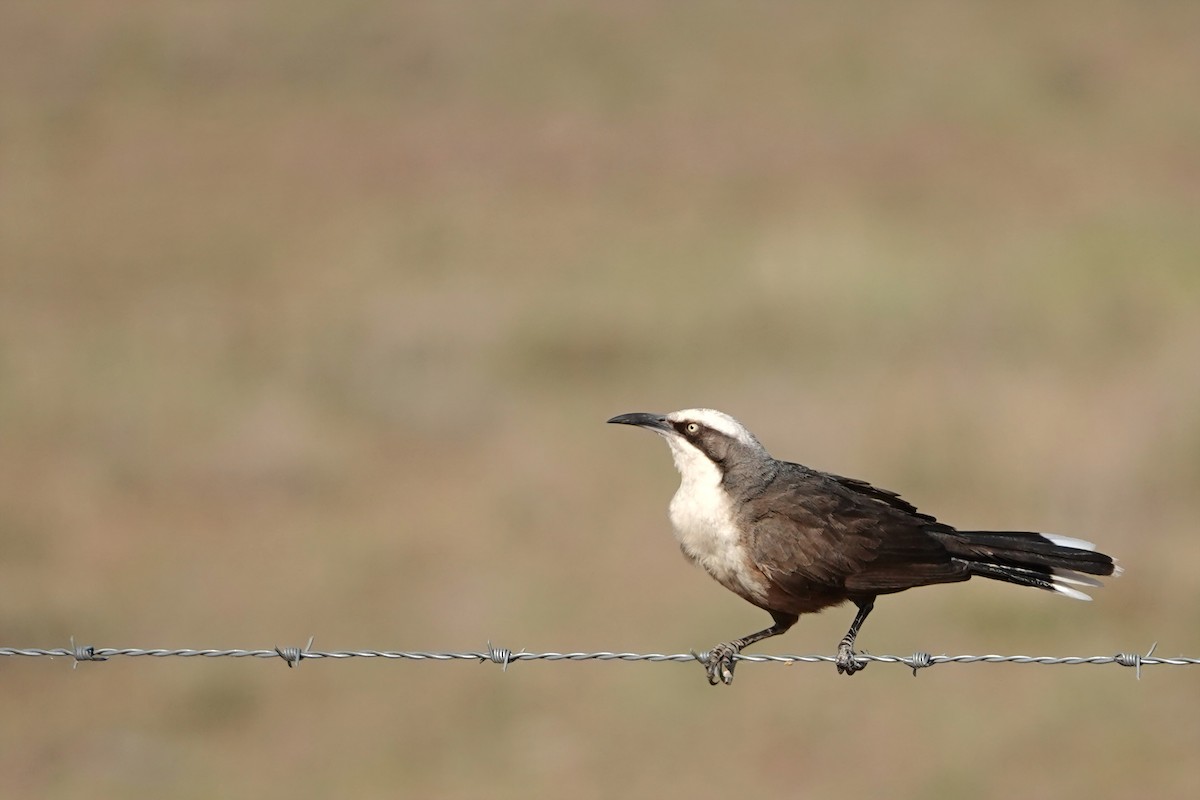 gråkronelarmtrost - ML644890903