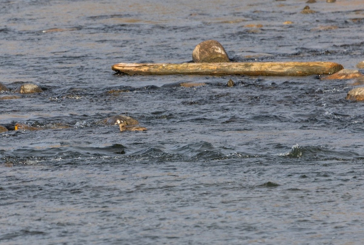 Harlequin Duck - ML644890904