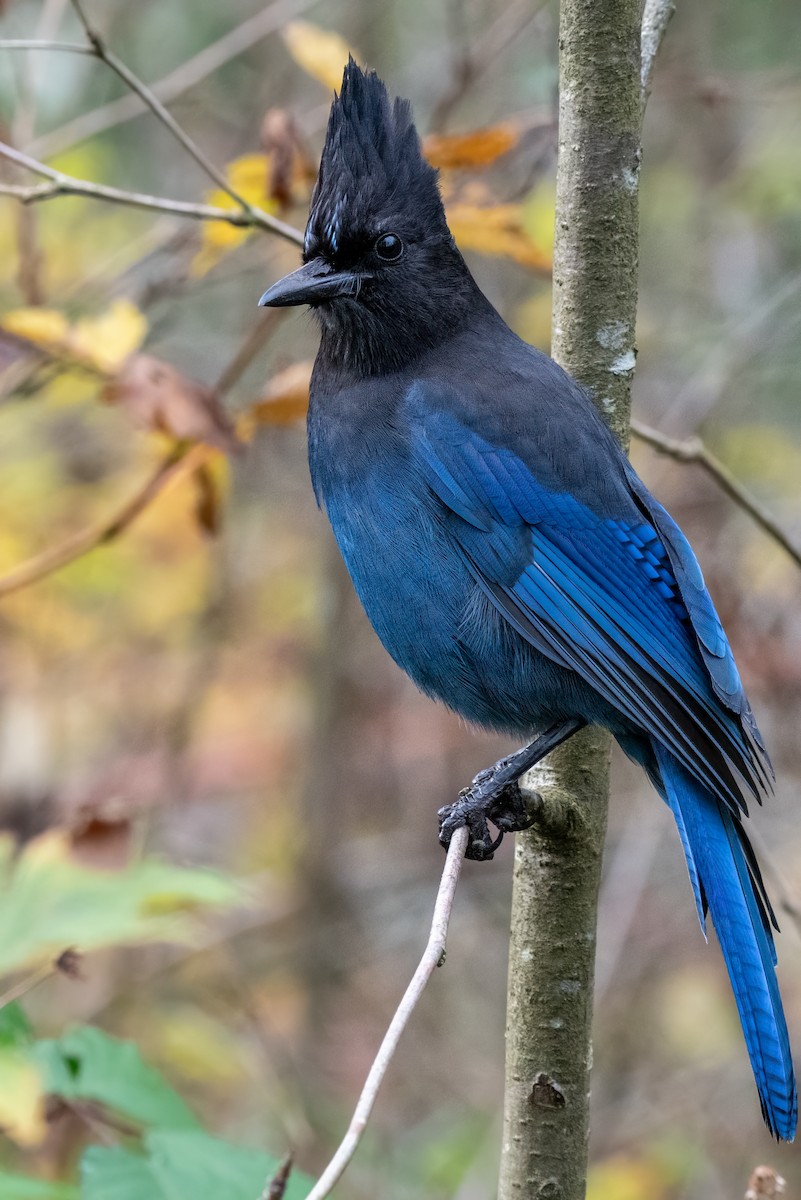 Steller's Jay - ML644890914