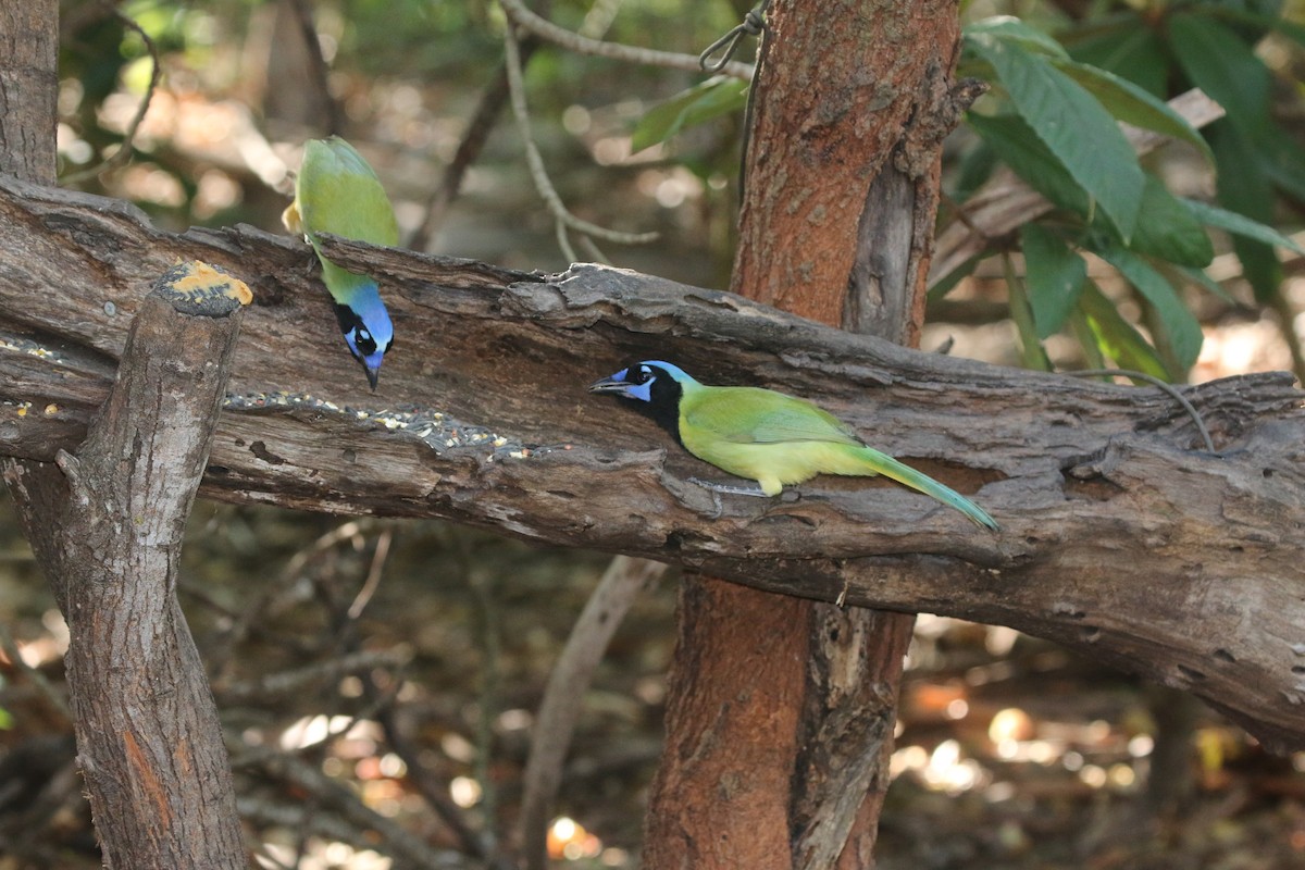 Inkablaurabe - ML644890918