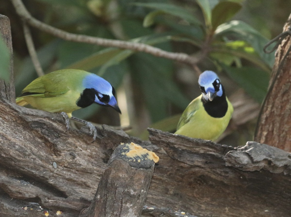 Inkablaurabe - ML644890924