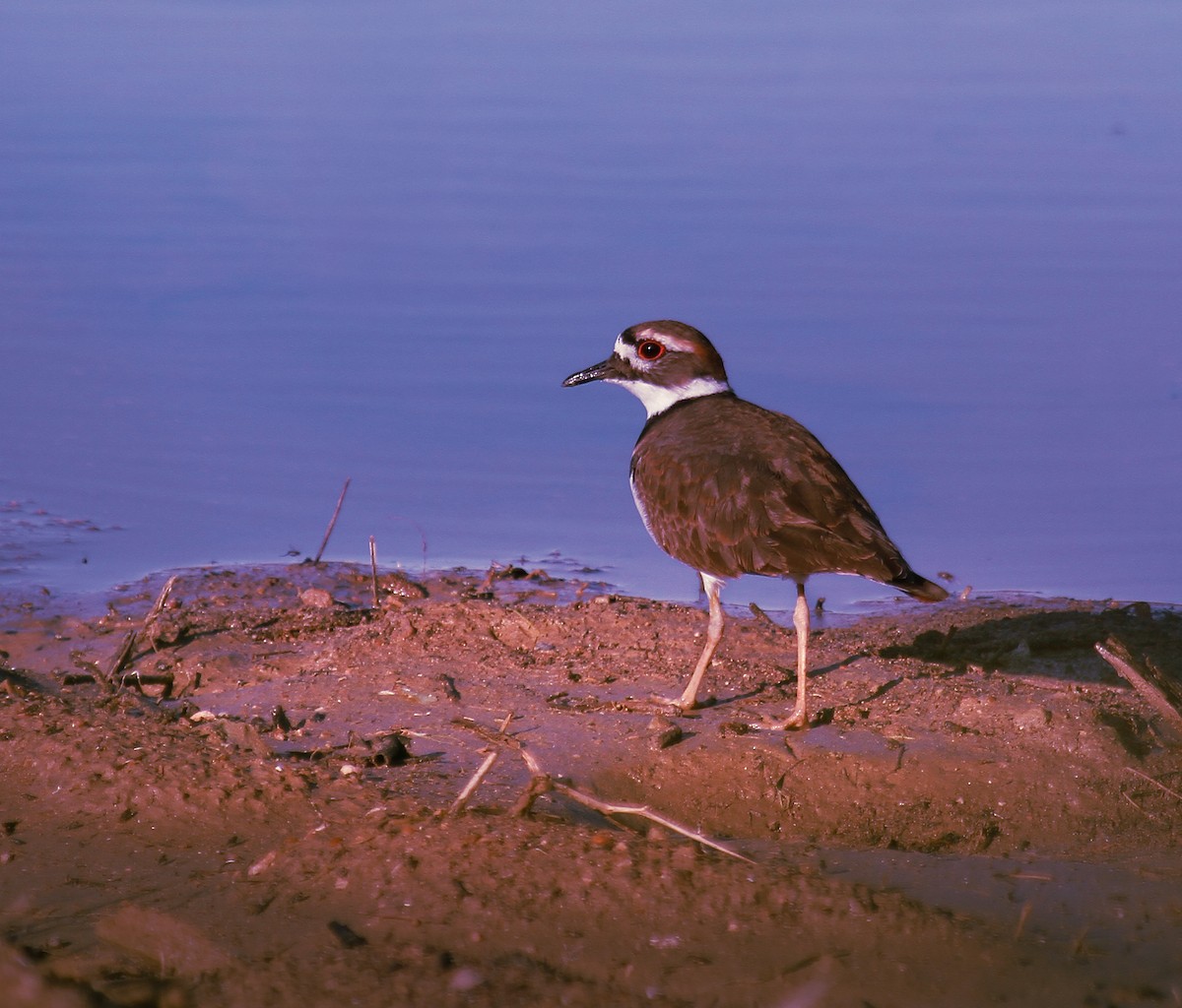 Killdeer - ML644890926