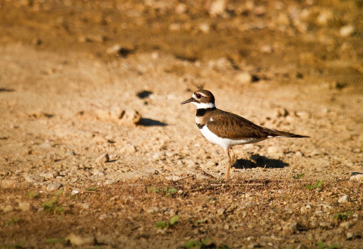 Killdeer - ML644890927