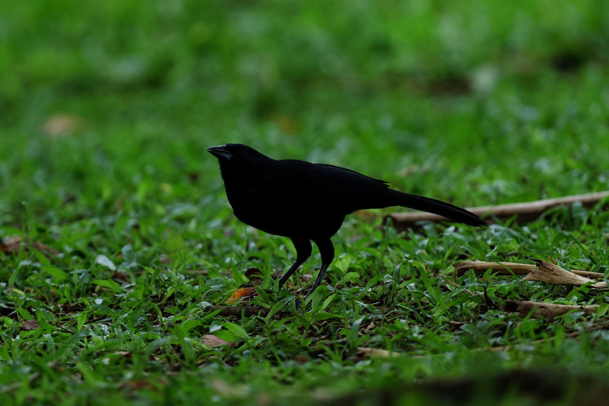 Melodious Blackbird - ML644890930