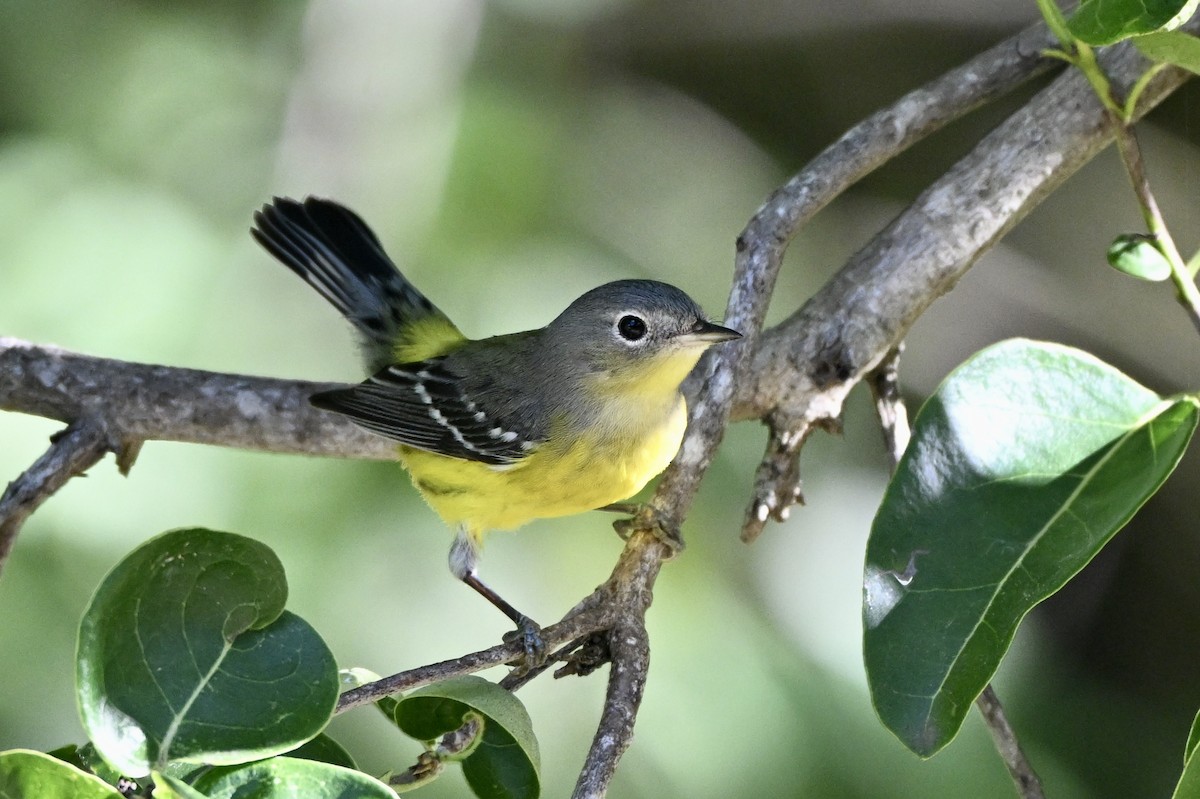 Magnolia Warbler - ML644890946