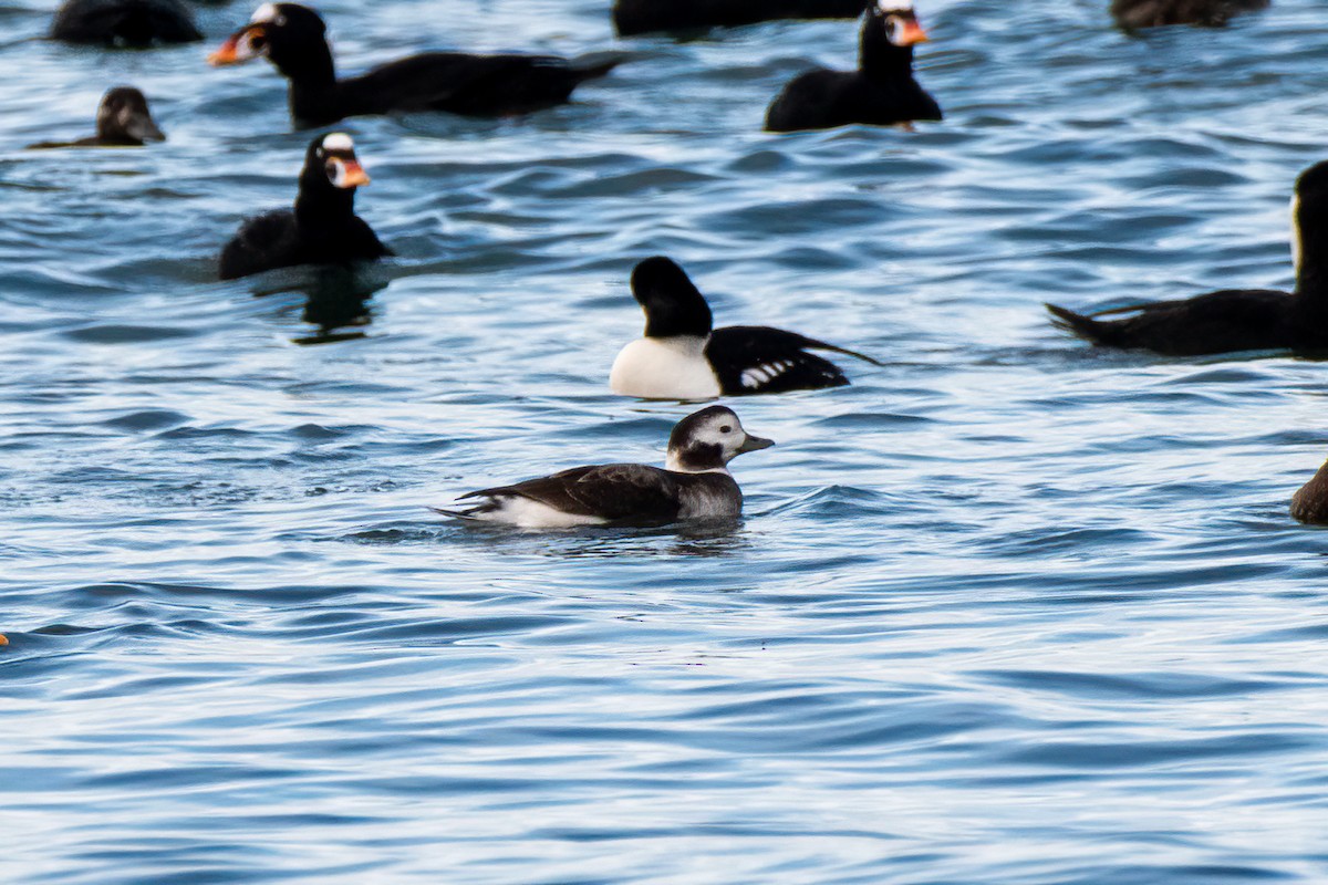 Long-tailed Duck - ML644890948