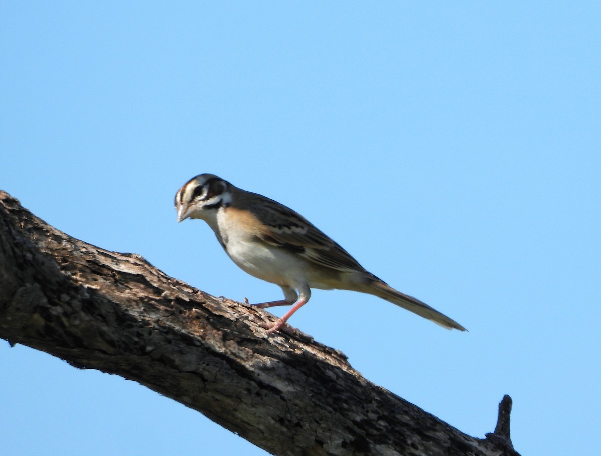 Lark Sparrow - ML644890976
