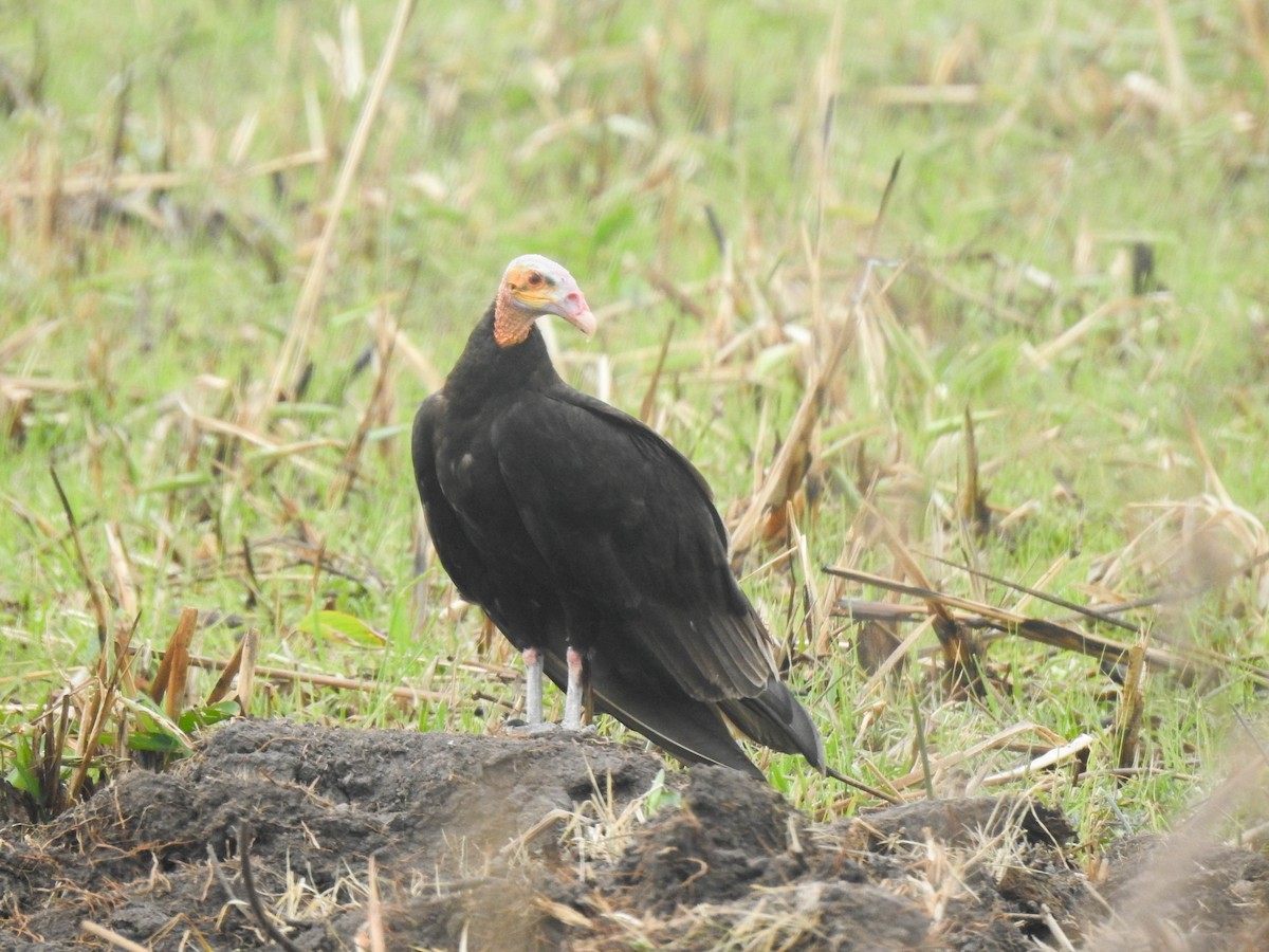 Lesser Yellow-headed Vulture - ML644890985
