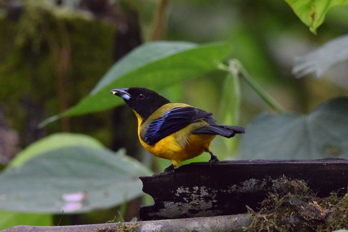 Black-chinned Mountain Tanager - ML644891019