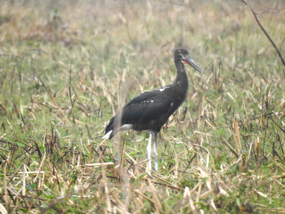 Maguari Stork - ML644891028