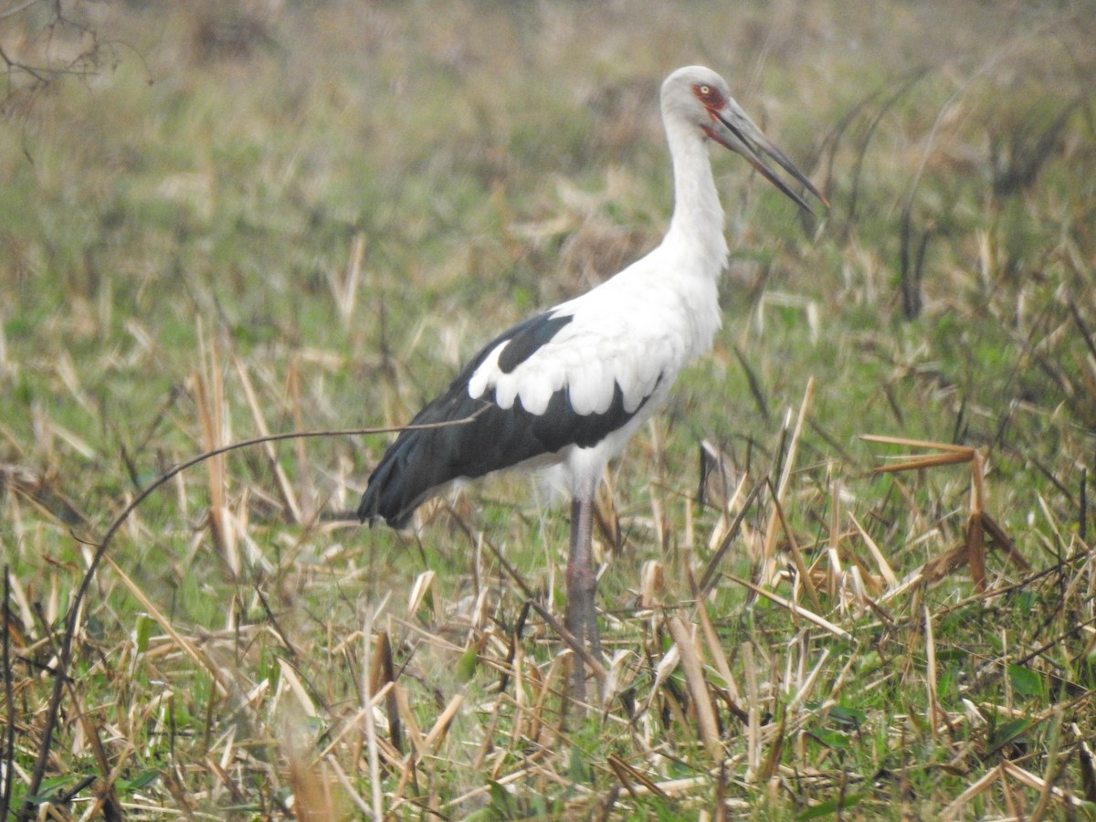 Maguari Stork - ML644891029